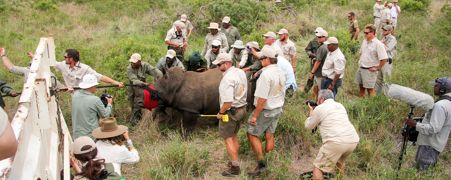 Still blindfolded & ear-muffled but awake, this male rhino was carefully guided into a pen on the back of a truck.