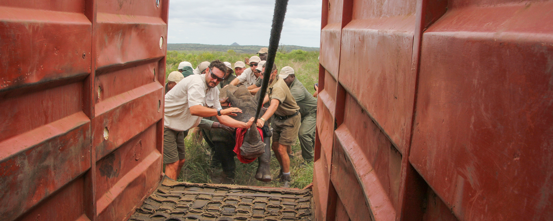 Moving a 1 500kg rhino is a major team effort!