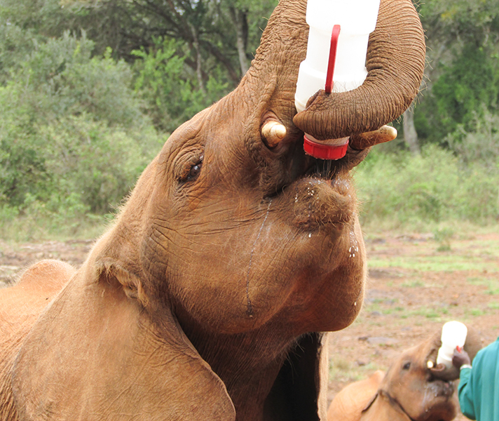 Meet orphaned elephants & chimpanzees at two of Kenya's most successful animal sanctuaries.