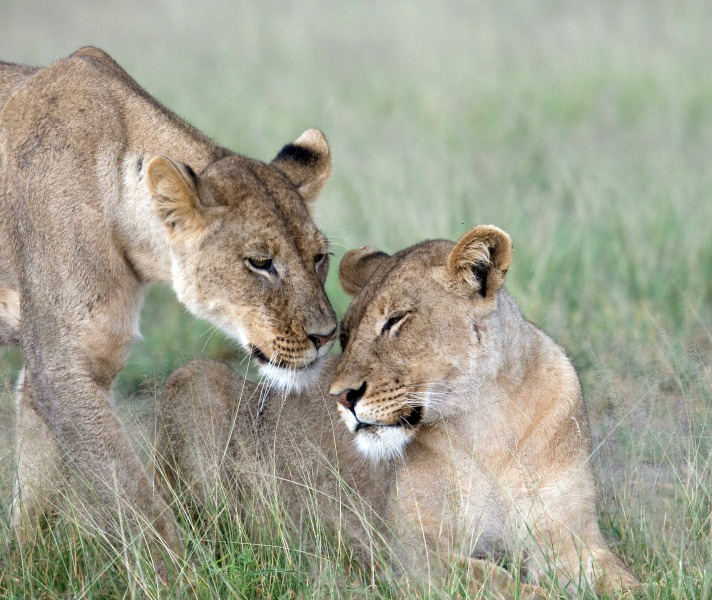 Southern Africa's best game viewing happens from July to October, so last minute bookings need a big pinch of luck.