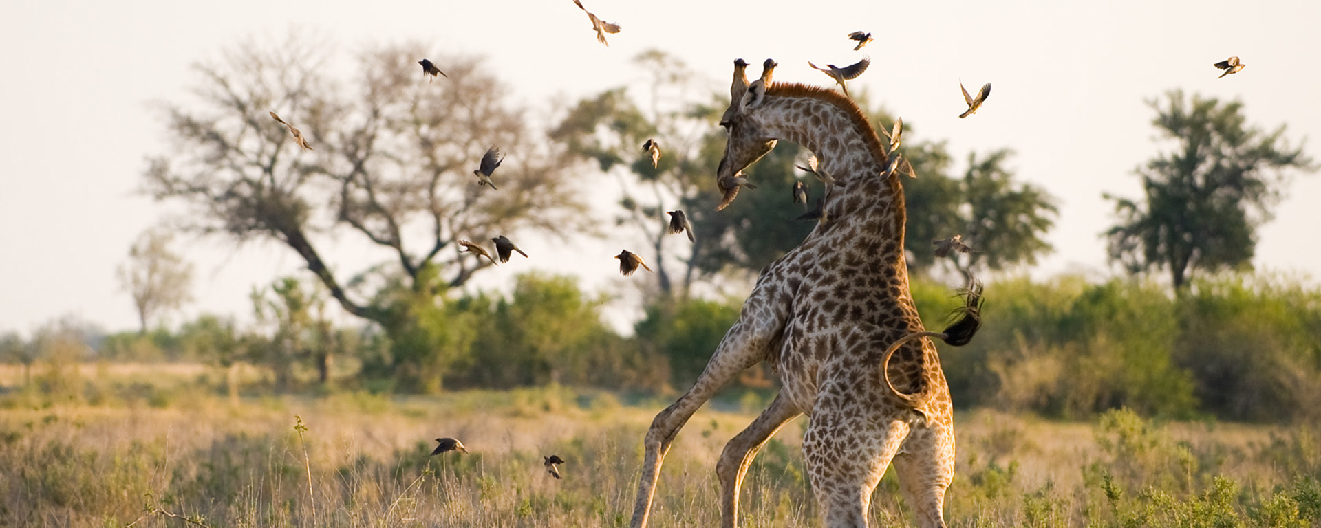 The Green Season in both East & Southern Africa is a time when the dusty plains awaken with new life.