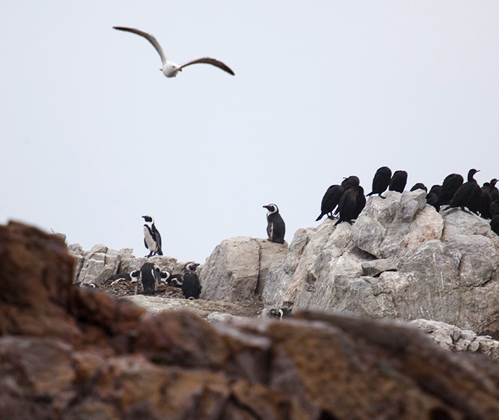 These vulnerable African penguins are highly endangered.