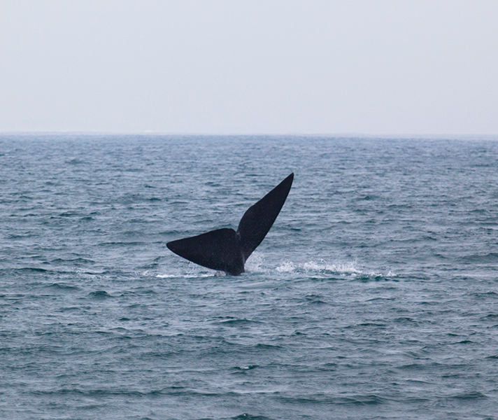 A protruding tail means the whale is picking up speed to breach.