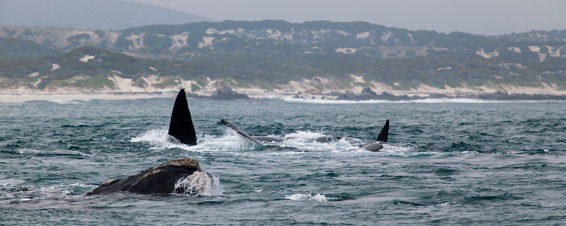 A mating group consists of a single female who is pursued by several males - up to 10 have been counted - all with the intention of impregnating her.