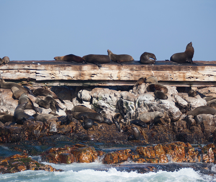 Seals are sluggish on land but wizards in the sea.