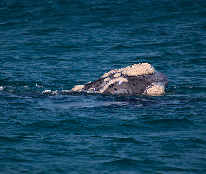 A relaxed whale shows us its unique knobbly patches called 'callosities'.