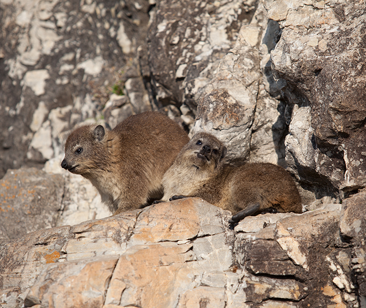Keep an eye out for adorable dassies...