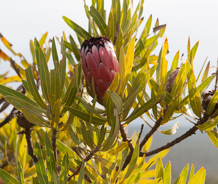 ...and South Africa's national flower: the unique & unmistakable protea.