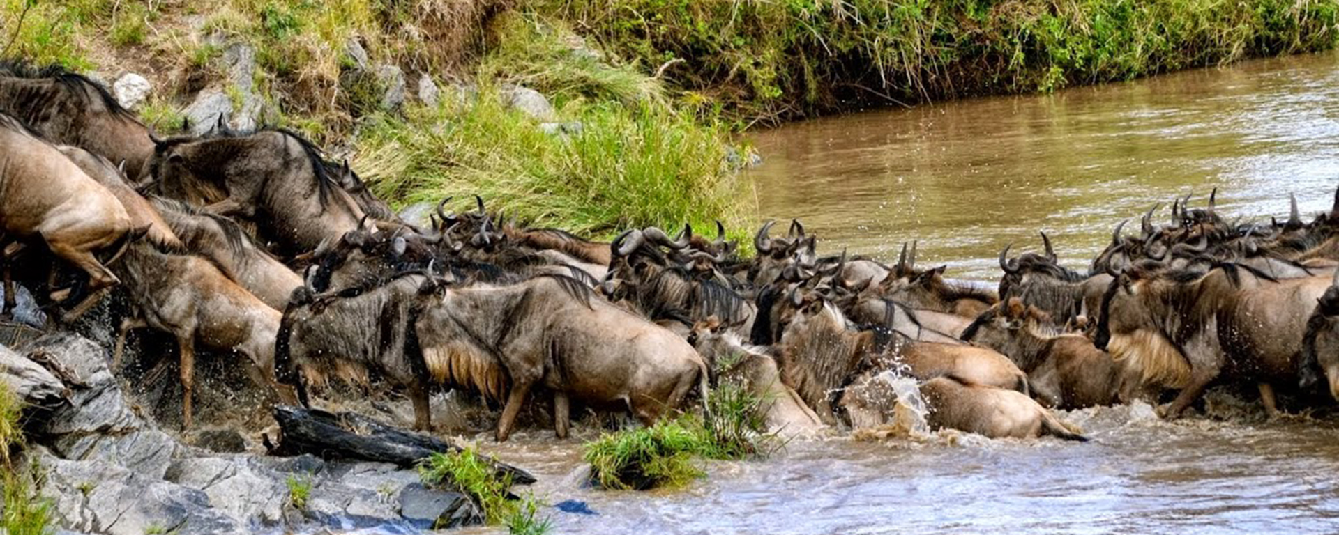 The spectacular Grumeti River crossings are a highlight of a migration safari.