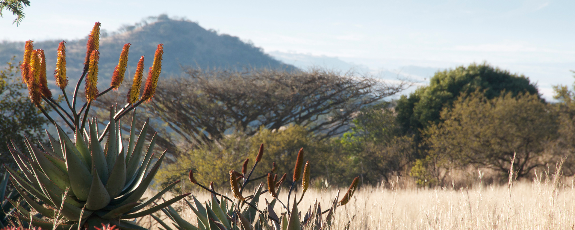 Three Tree Hill Lodge is situated near Spioenkop Hill, an historic site in the South African War at the turn of the last century.