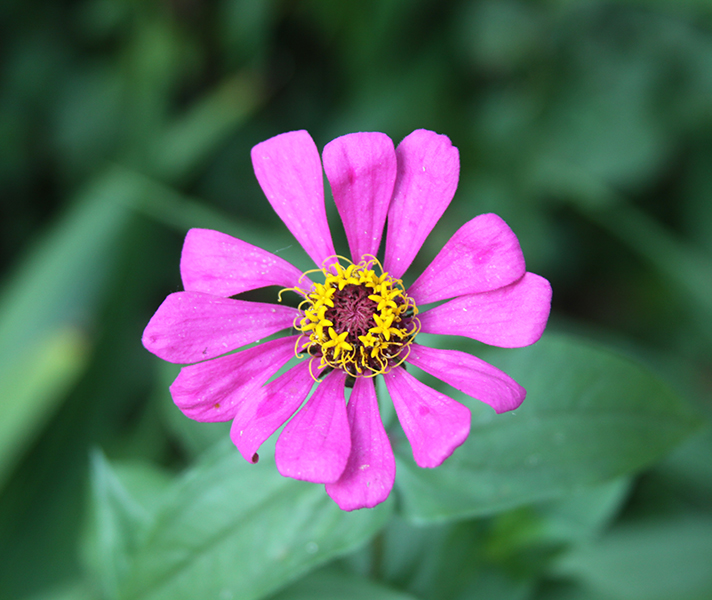 Some of the beautiful flowers at Granny Mouse Country House in the kwaZulu-Natal Midlands.