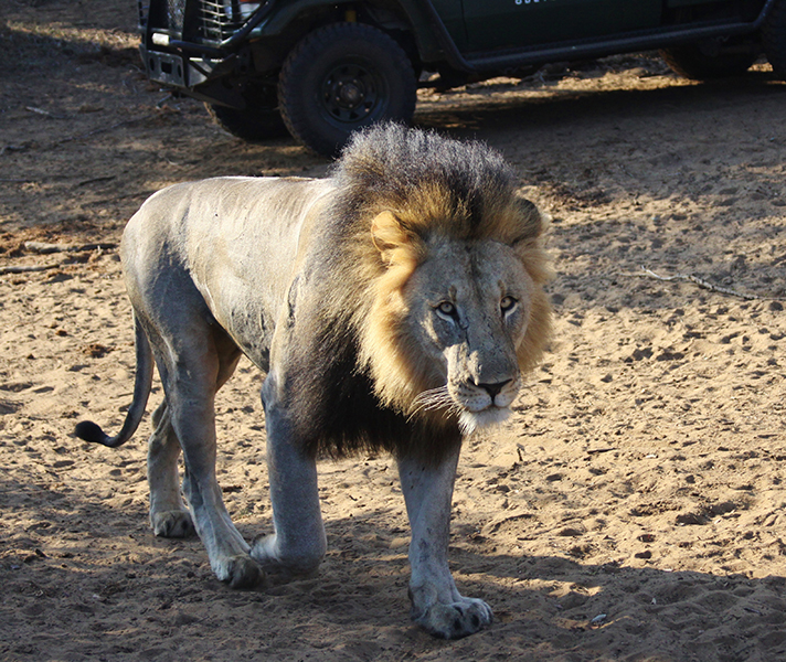 A huge male lion walks past our game drive vehicle in Phinda Game Reserve.