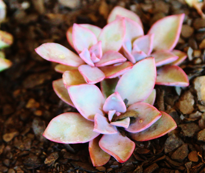 Interesting indigenous succulents at Three Tree Hill Lodge.