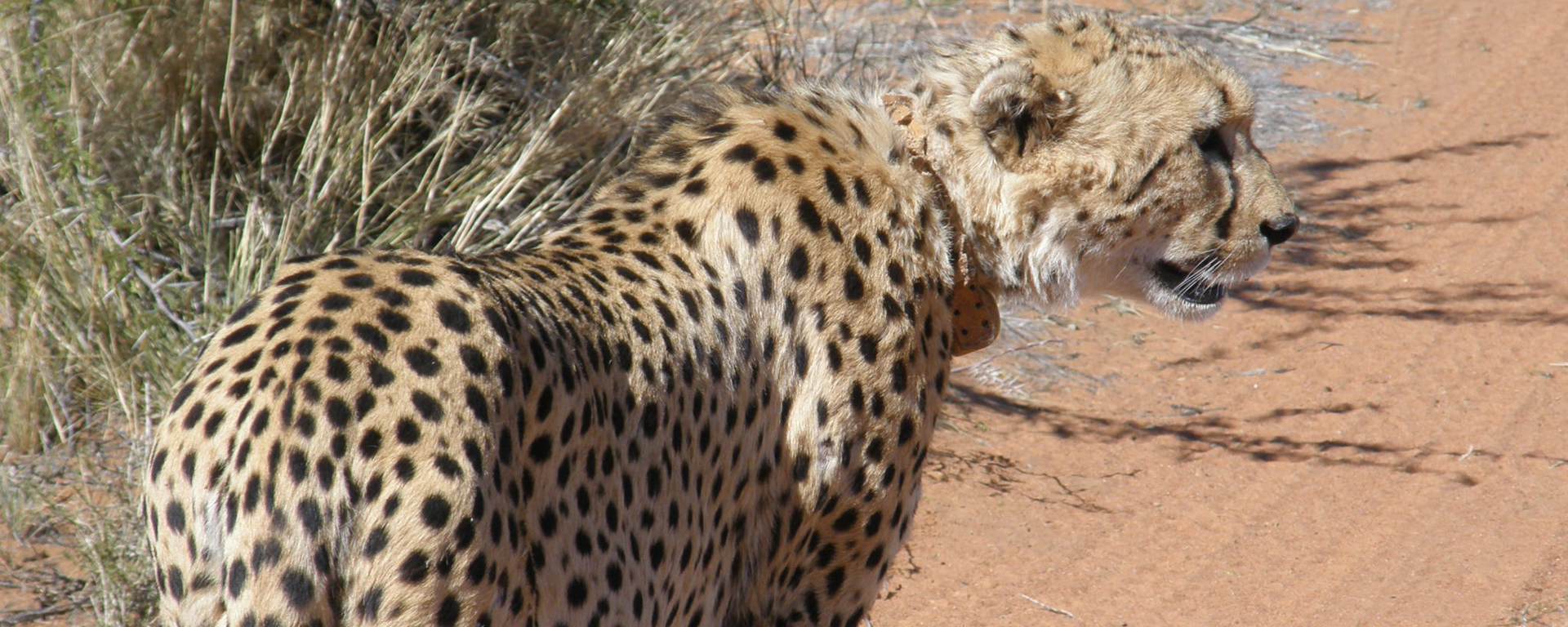 This collared cheetah is part of Tswalu's conservation programme.
