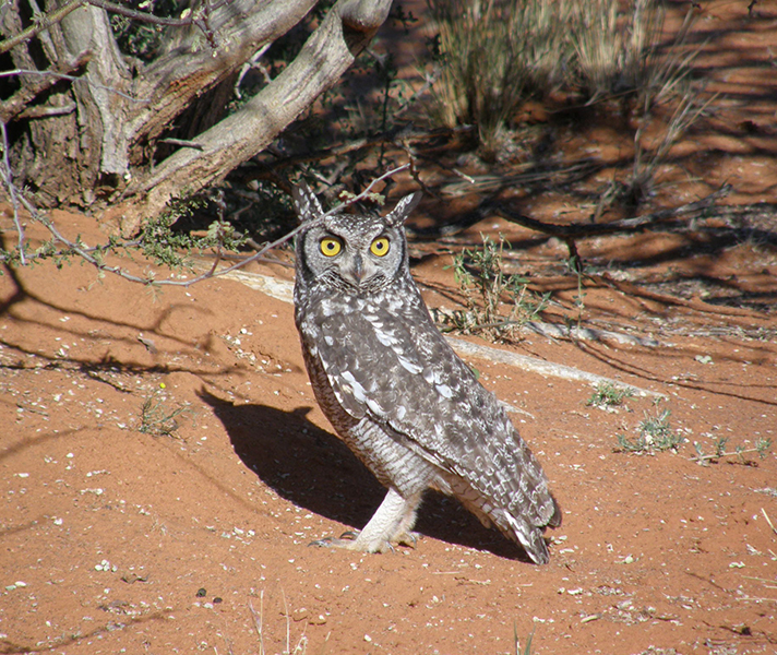 A spotted eagle owl turns his yellow eyes on us as we drive past.
