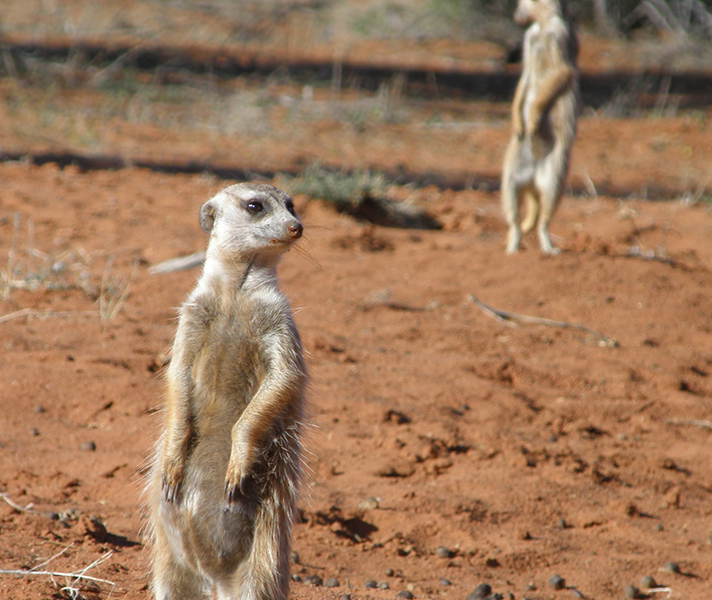 We were able to walk among the habituated meerkats.