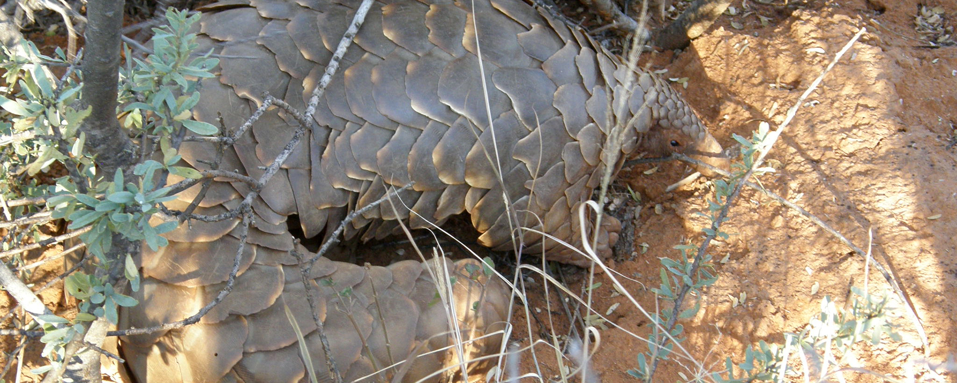 Our highlight! This scaly pangolin crept out from under his thorn bush for us.