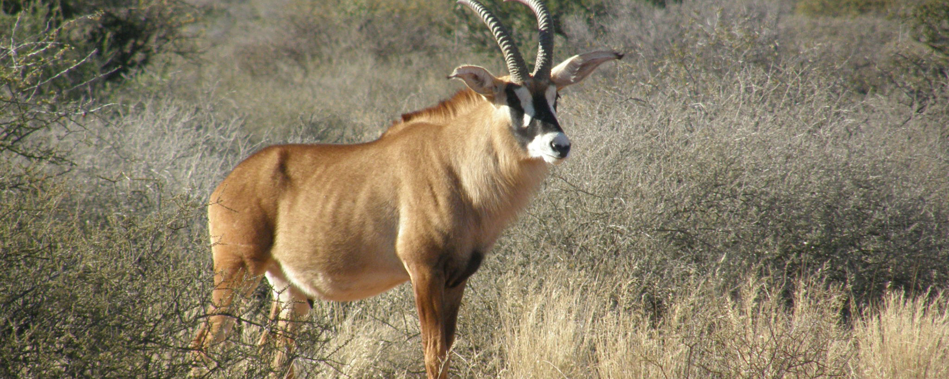 A rare roan antelope - one of Tswalu's unique animal species.