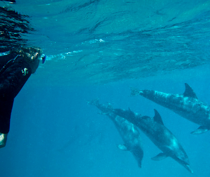 Diving at Rocktail there's a good chance you might also get to swim with dolphins!