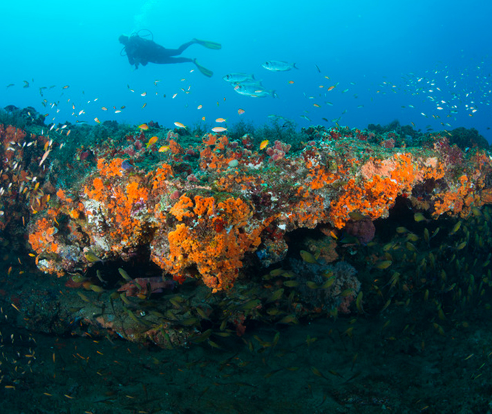 Diving off Rocktail is strictly controlled and the reefs are in magnificent condition.