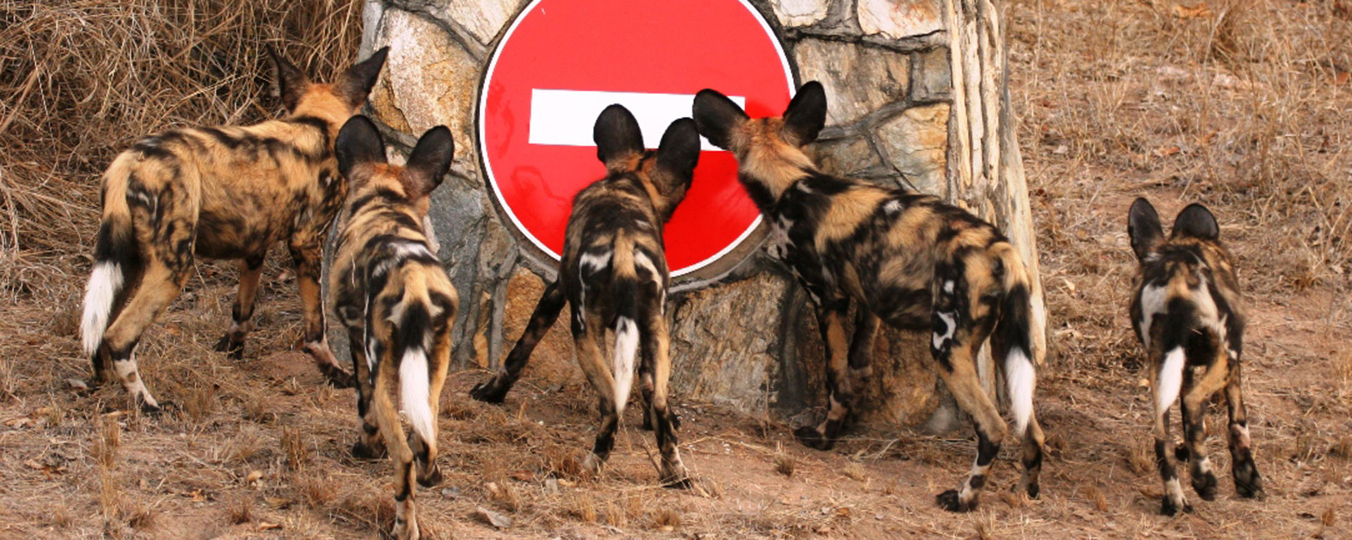 Conservation efforts have been ramped up to prevent further lose of these incredible predators.