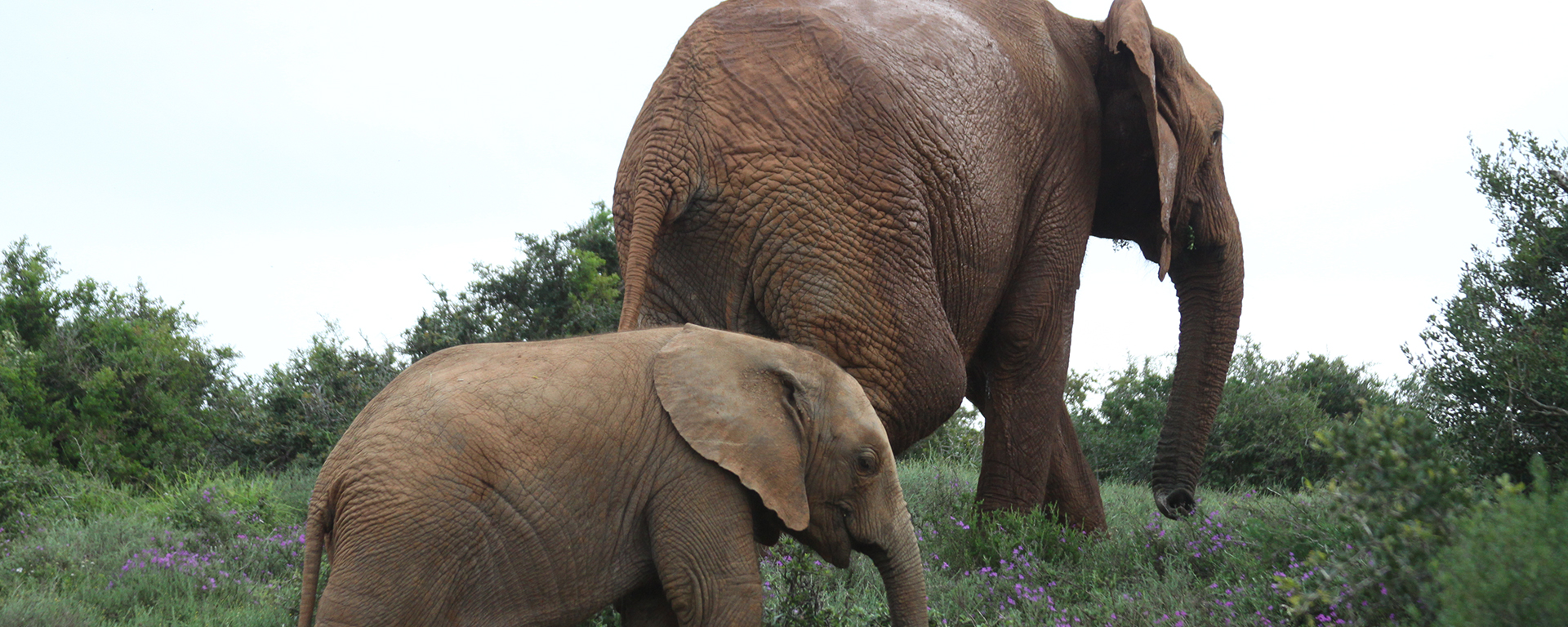 This young elephant and its mother are covered by a light layer of mud that has dried to give their skin a reddish colour.