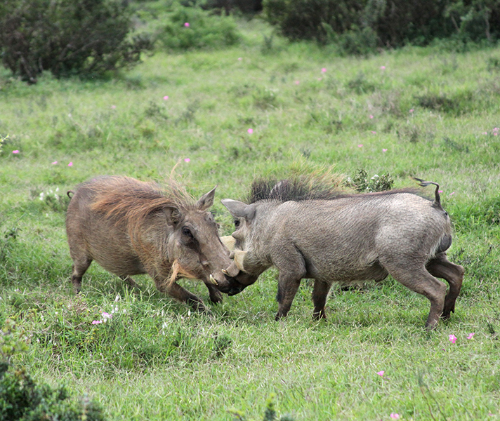 Two male warthog fight it out over territory and the resident female.