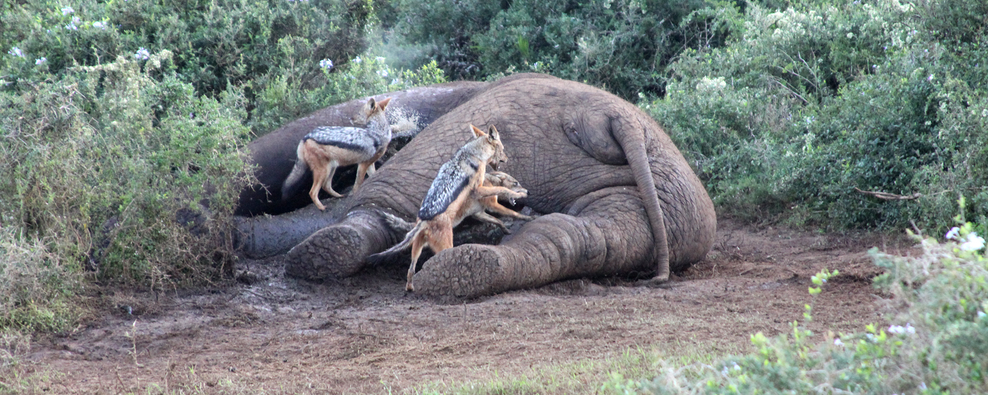 This elephant bull was killed in a dominance fight with another male. A couple of black-backed jackals arrive to scavenge the carcass.