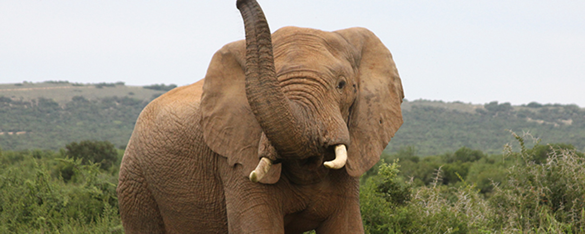 From only 11 elephants in 1931, Addo has over 600 today.