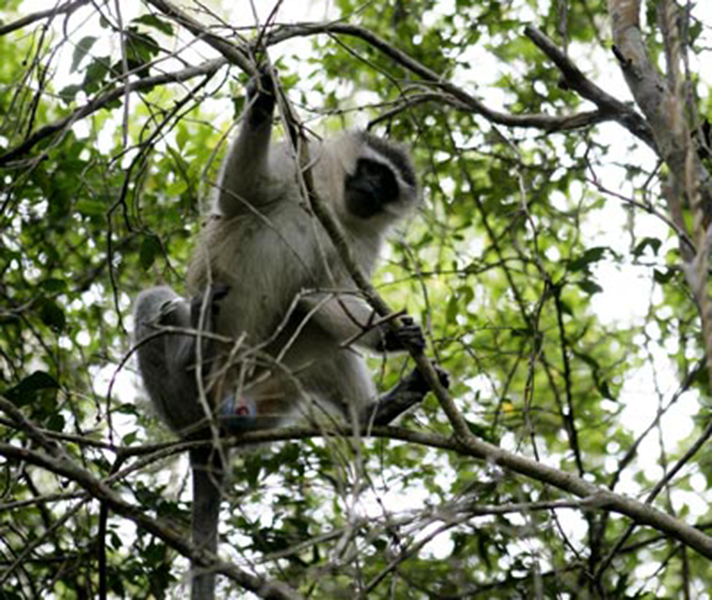 Discover animal sanctuaries and explore the wilderness along the Garden Route.