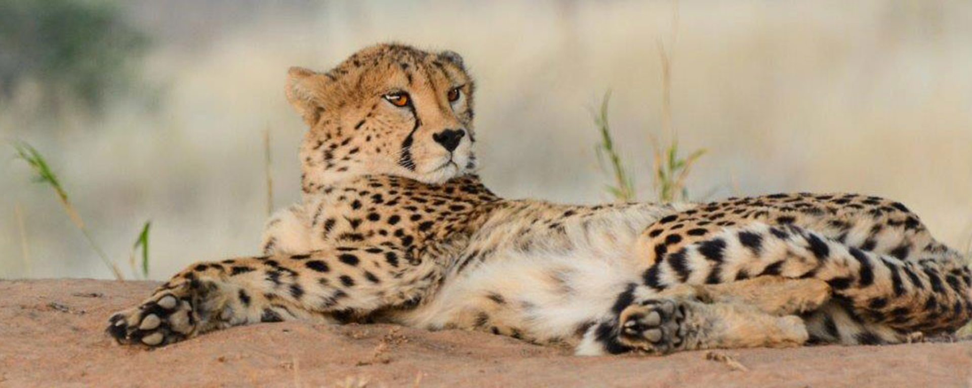 Africat monitors the health & stability of Namibia's predators, including cheetahs.