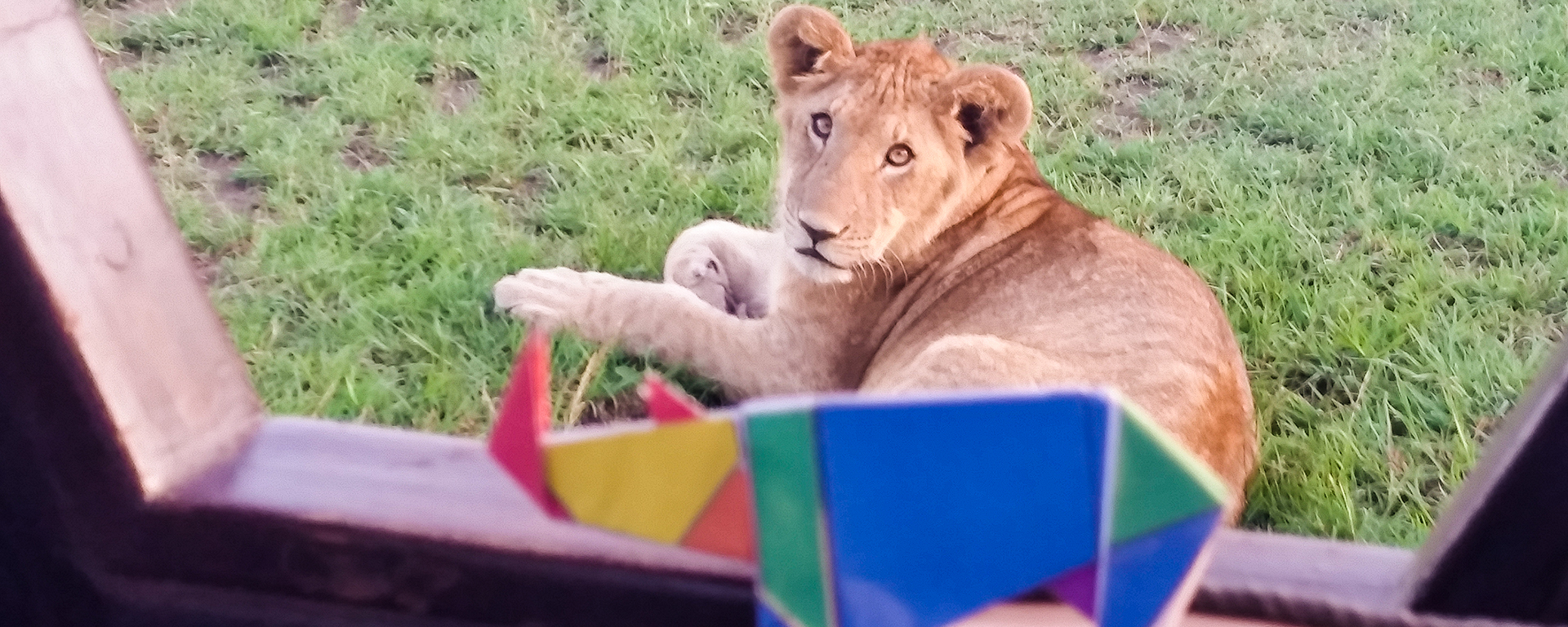 Go2African Carlien Parsons took her origami rhino on safari in Kenya!