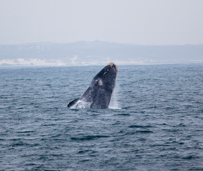Volunteers go out on the boats in all kinds of weather to record information about whales & sharks off South Africa's coast.