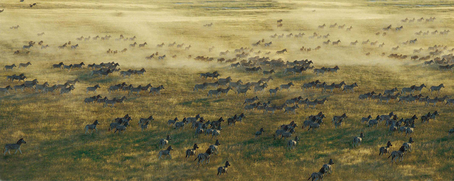 Jack's Camp is a comfortable base from which to seek out the annual zebra migration across the Kalahari.