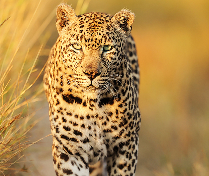 ...making for heart-stopping game viewing.