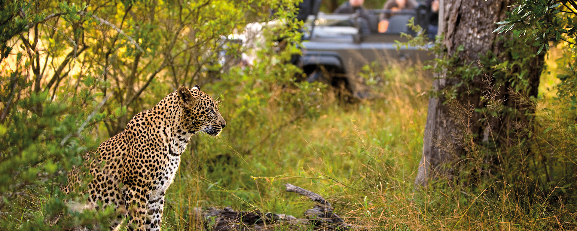 See superb predator action at Lion Sands River Lodge in the Kruger National Park.