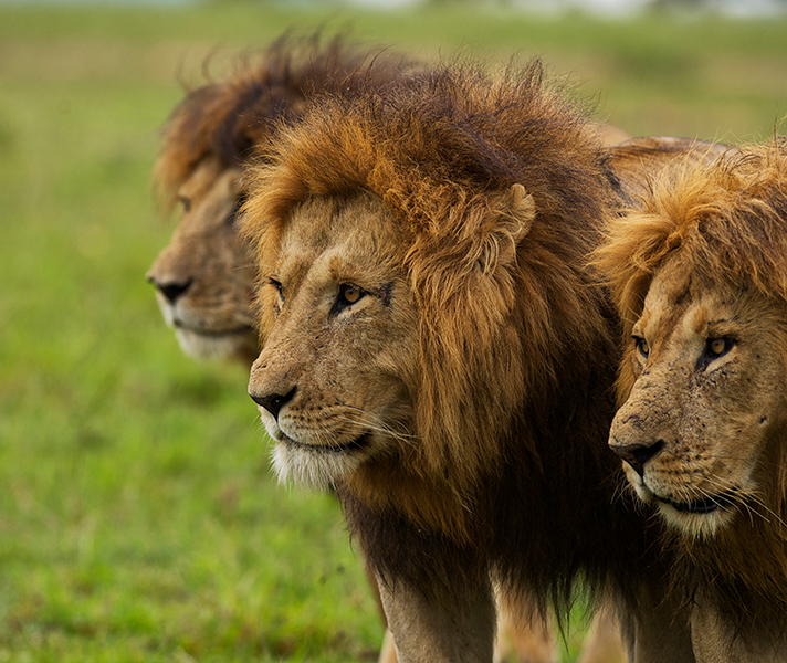 ...to Naboisho in always-thrilling Kenya.