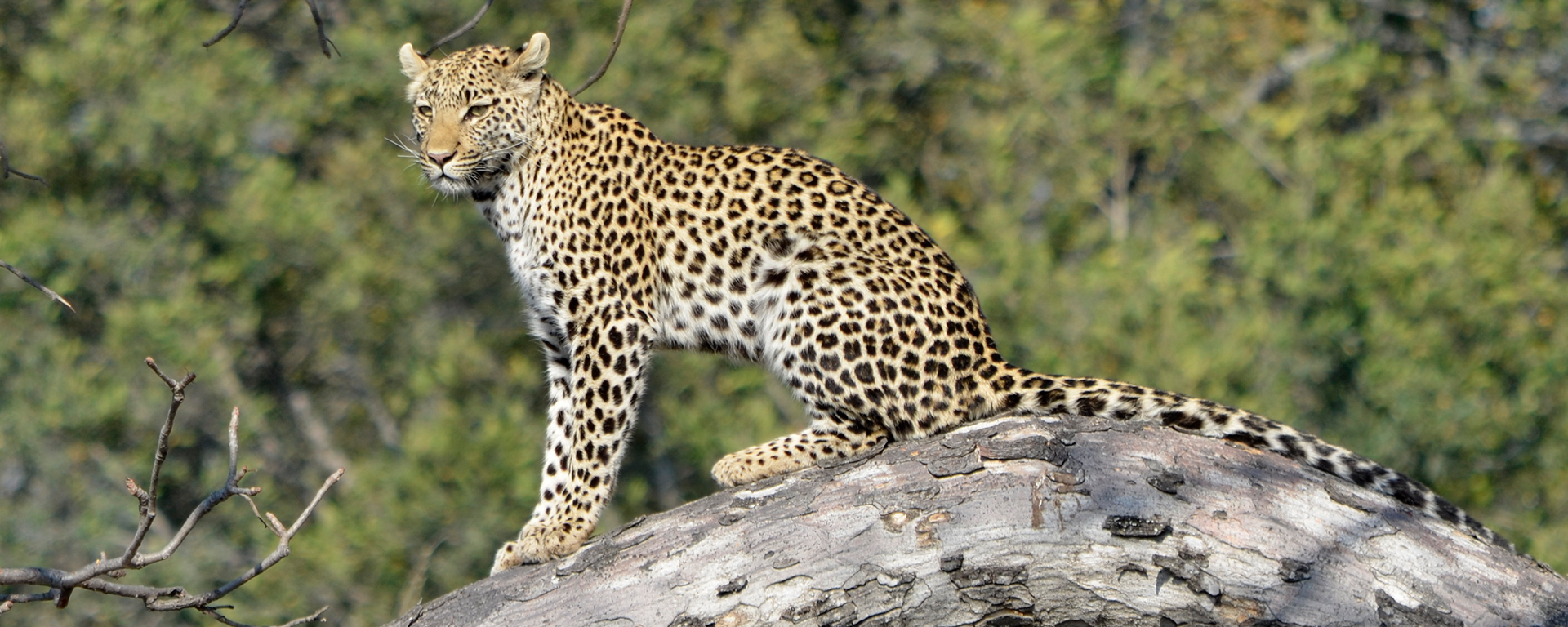 Moremi is the Okavango Delta's top area for leopard sightings.