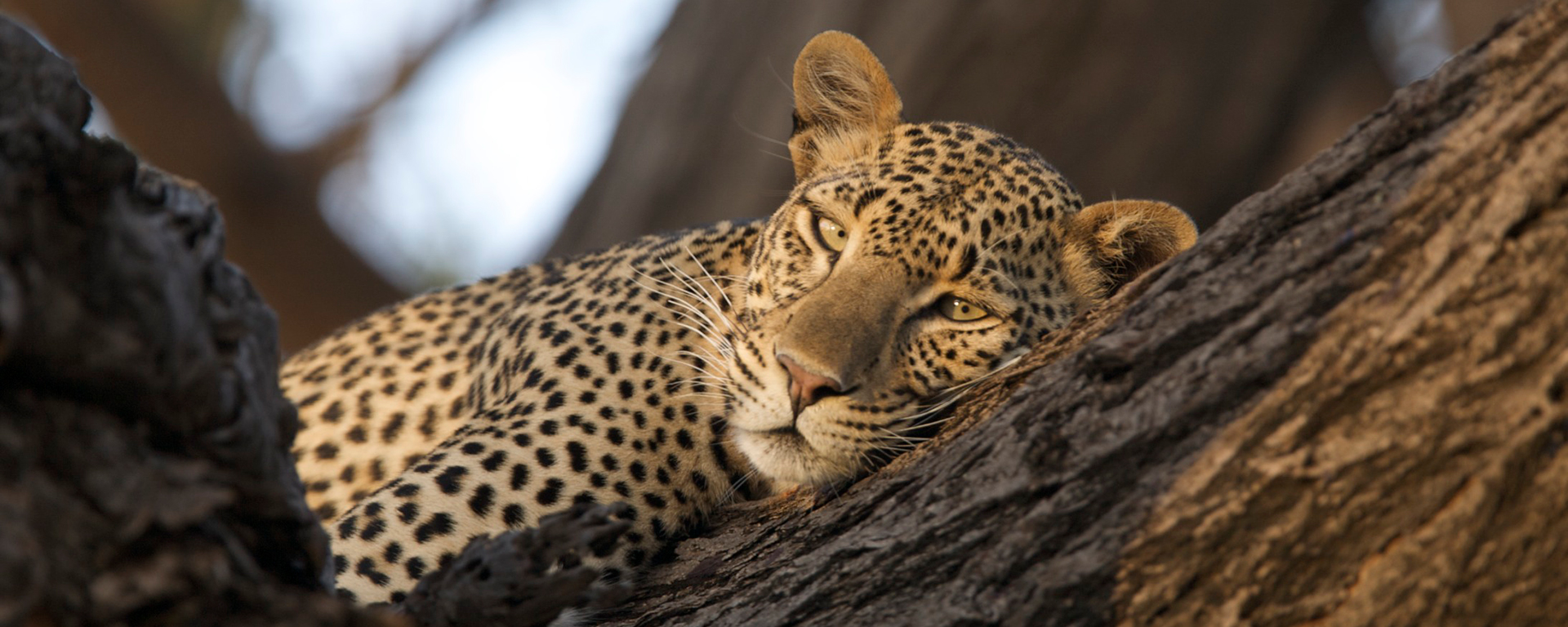 Although Joy's Camp is famous for Elsa the lion of Born Free fame, it also has sensational leopard sightings.