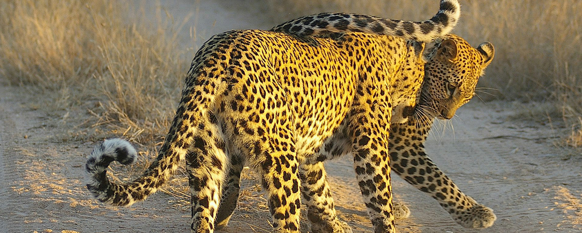 https://cdn-images.go2africa.com/wp-content/uploads/2016/03/06095146/Lion-Sands-Leopard-Cubs-Playing.jpg