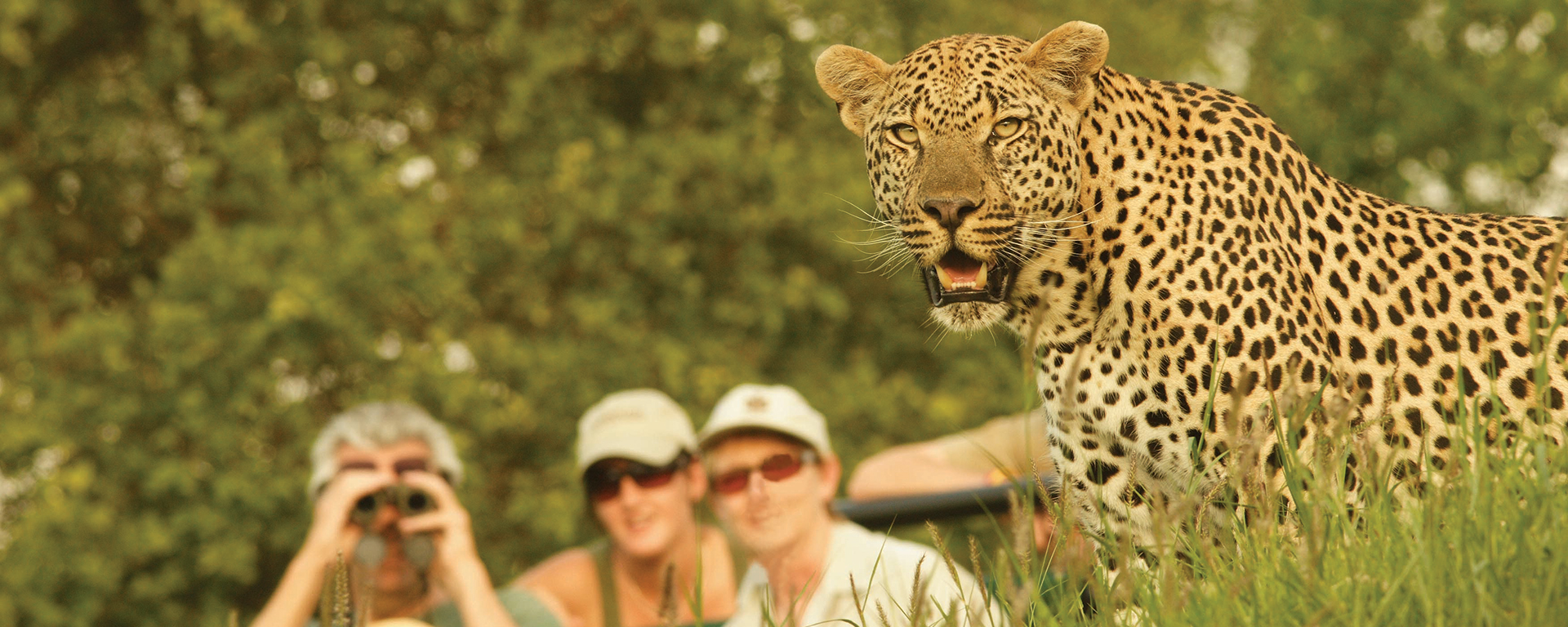 Londolozi is prime leopard territory, boasting one of the highest concentrations of these nocturnal cats on the continent.