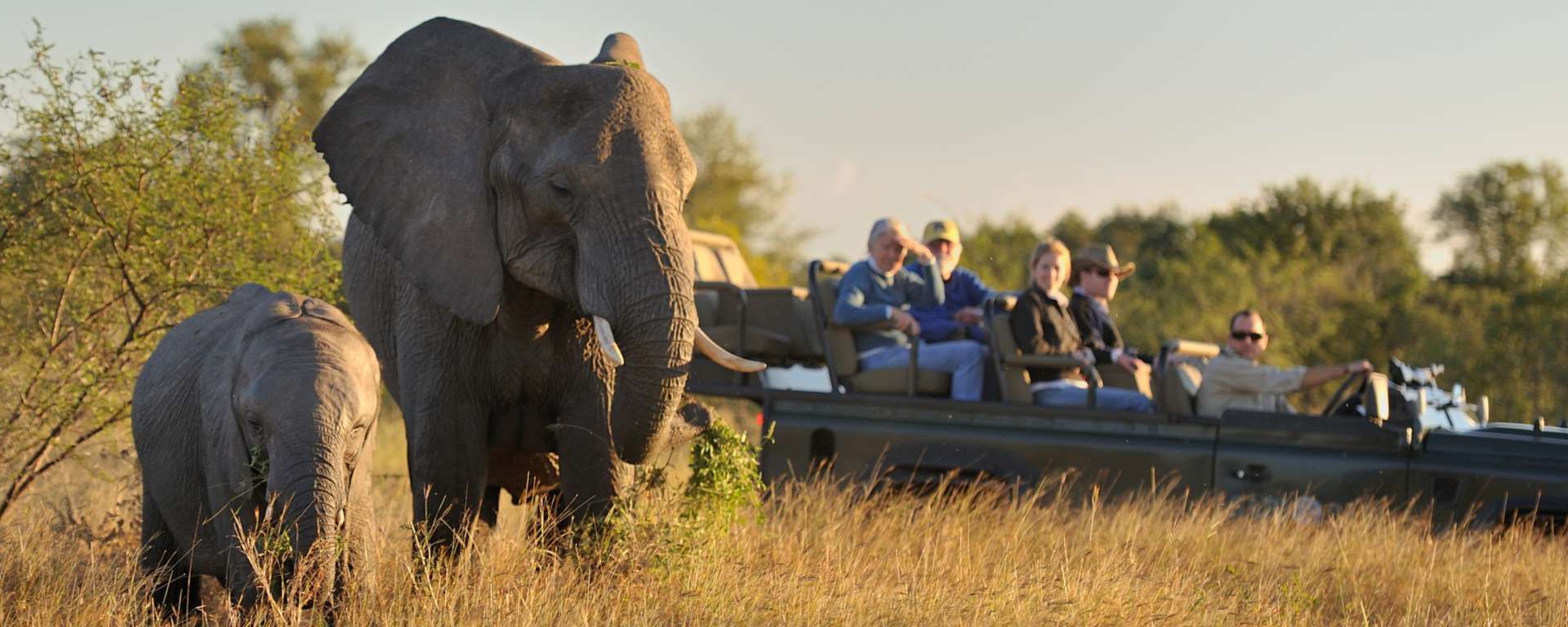 The Ultimate Guide to a South Africa Safari Experience | Go2Africa