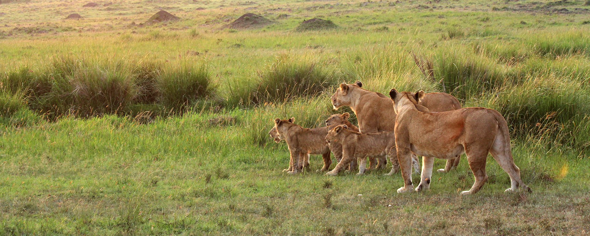 Cubs & mothers communicate through a series of calls, moans, grunts & squeaks, each instinctively understanding what the other wants.