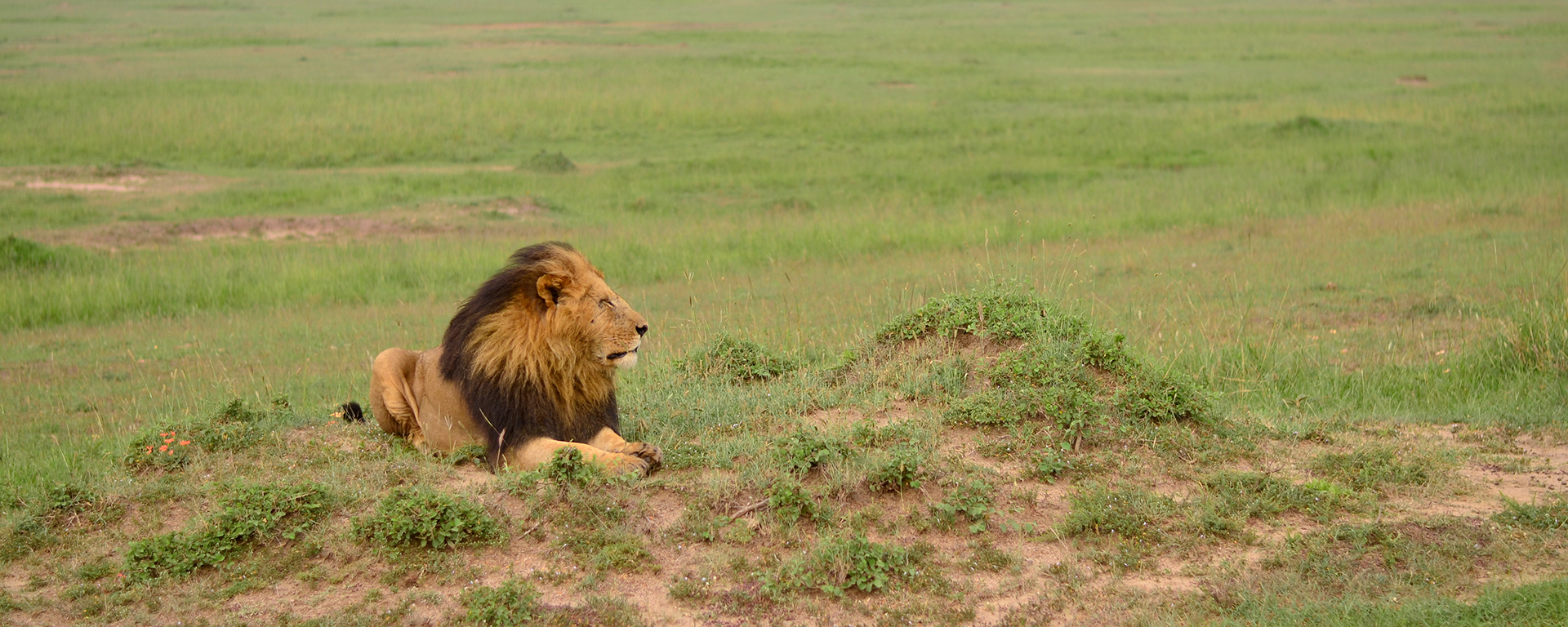 A fully grown black-maned lion: the supposed rule of thumb is, the thicker & darker the mane, the healthier the lion.