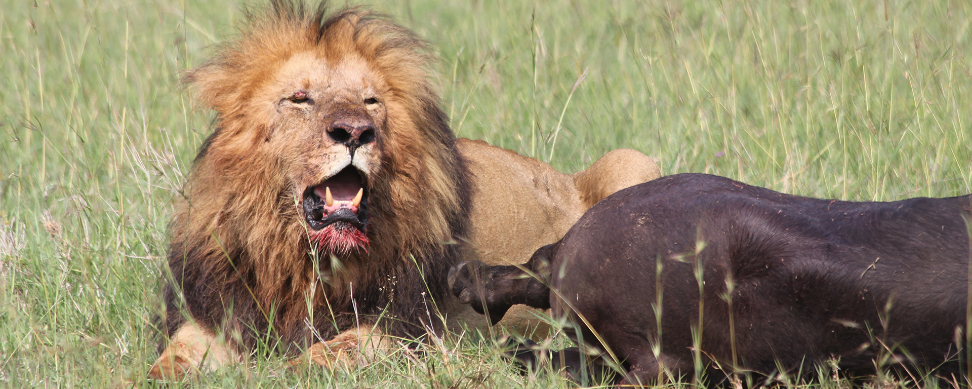 It's unusual for a single lion to be able to take down a buffalo by himself - powerful buffaloes aren't easy prey even for a whole pride.