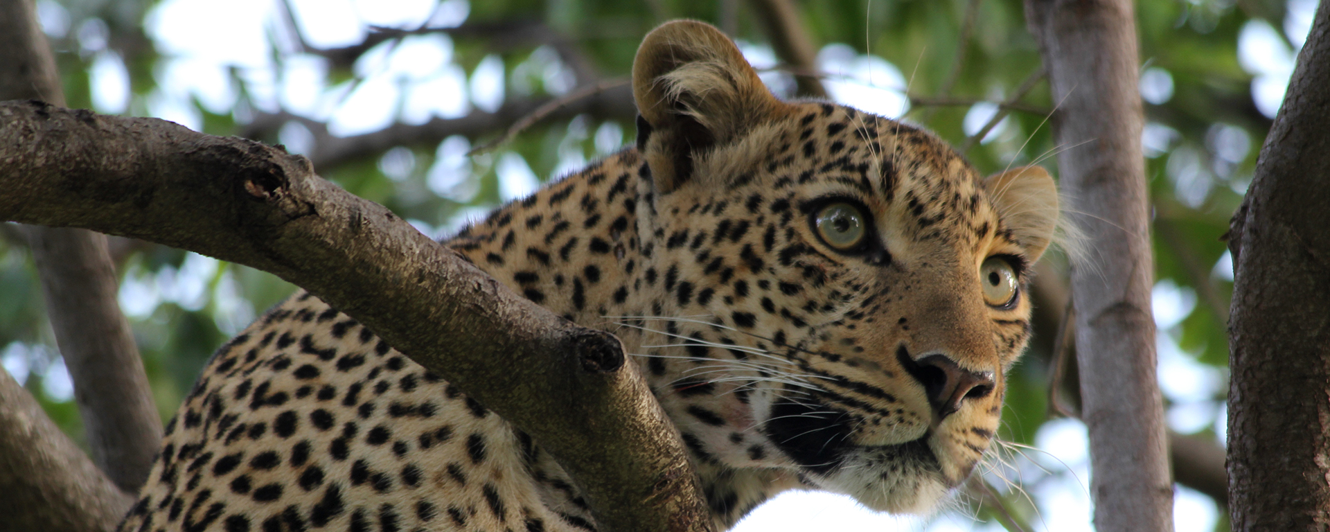 An incredible sighting: a leopard plotting to steal lions' kill!
