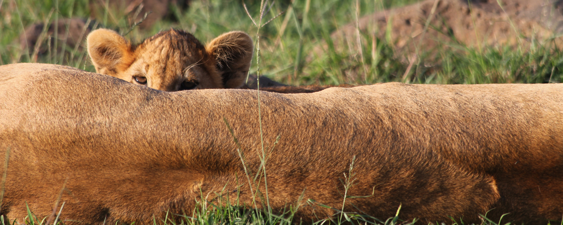A young cub playing peek-a-boo on the Mara.