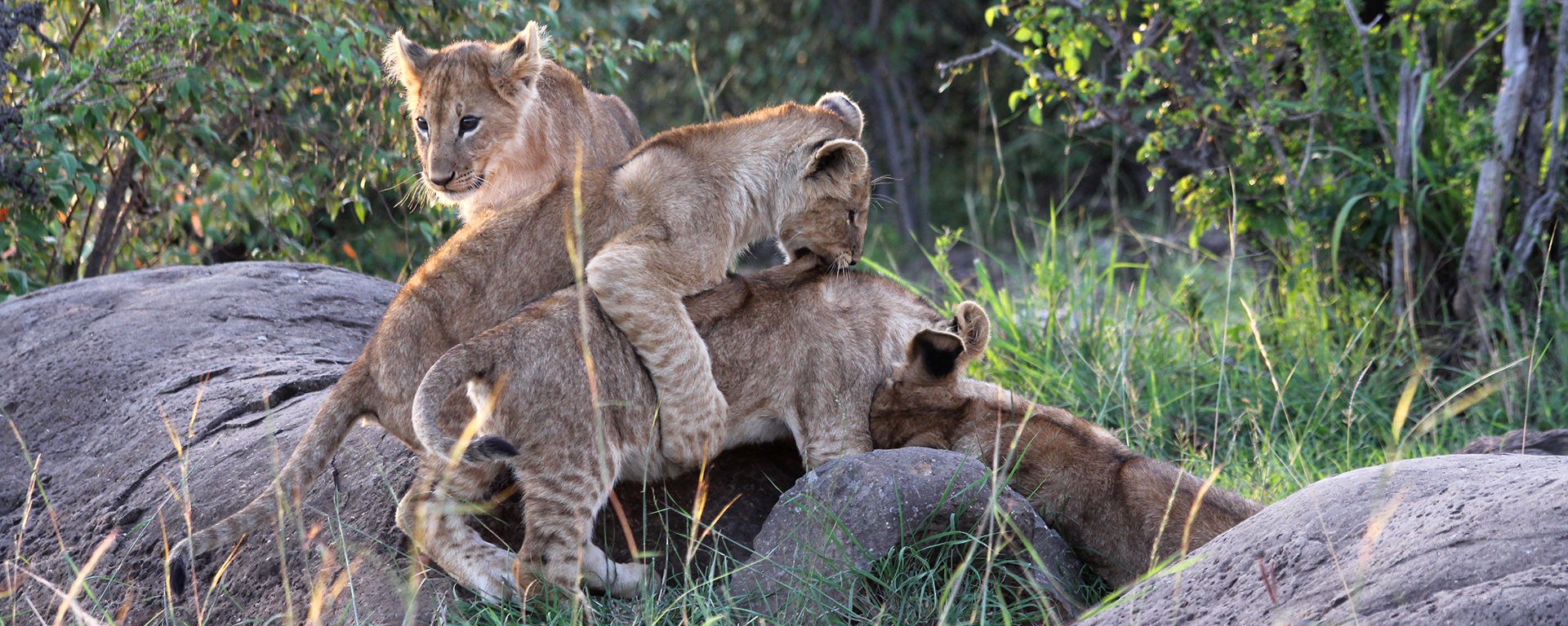Playful cubs have a long development span before they become successful hunters.