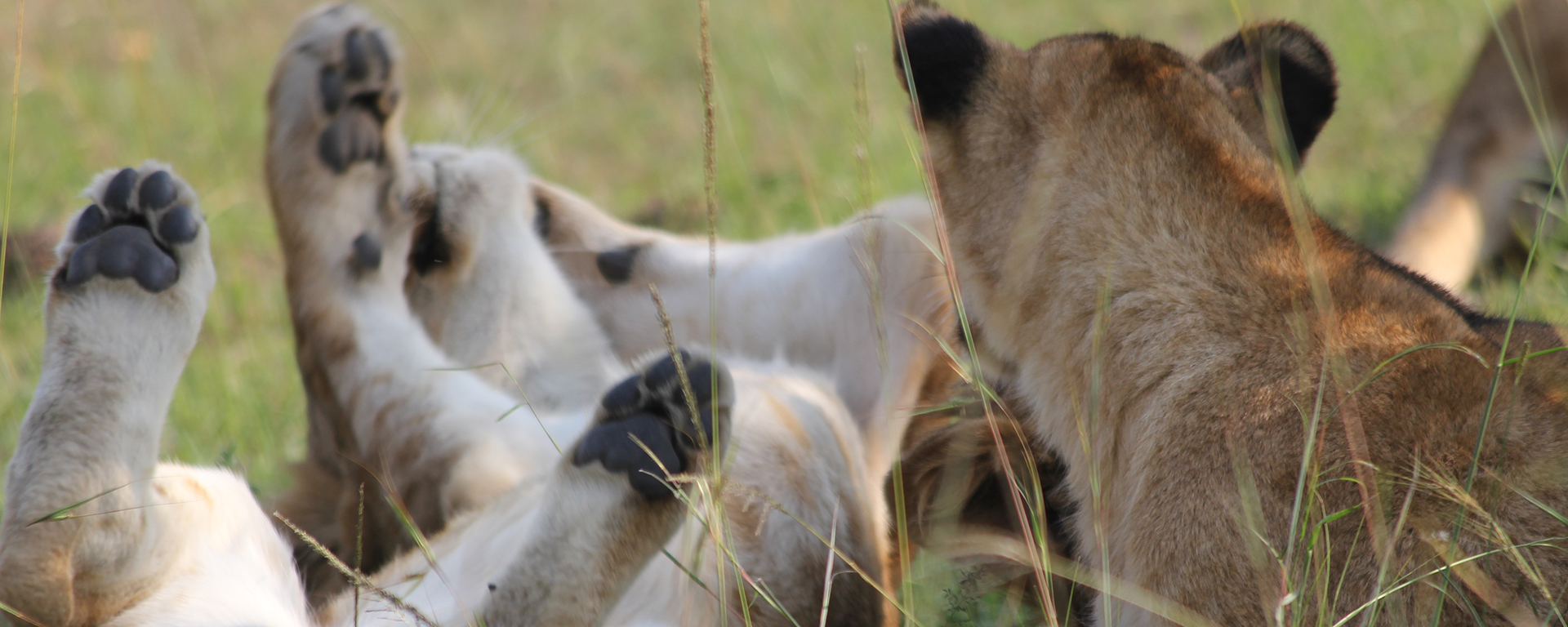 Sleeping on their backs allows lions to keep cool as heat escapes through their tummies & paws.