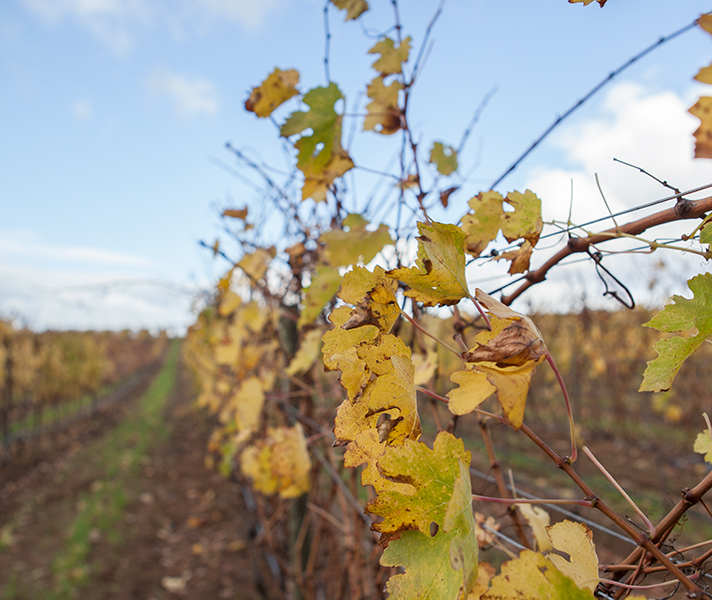 The meandering drive into Groot Constantia leads you through centuries-old vineyards.